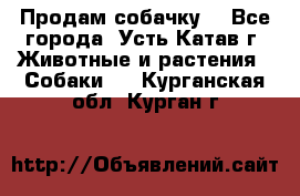 Продам собачку  - Все города, Усть-Катав г. Животные и растения » Собаки   . Курганская обл.,Курган г.